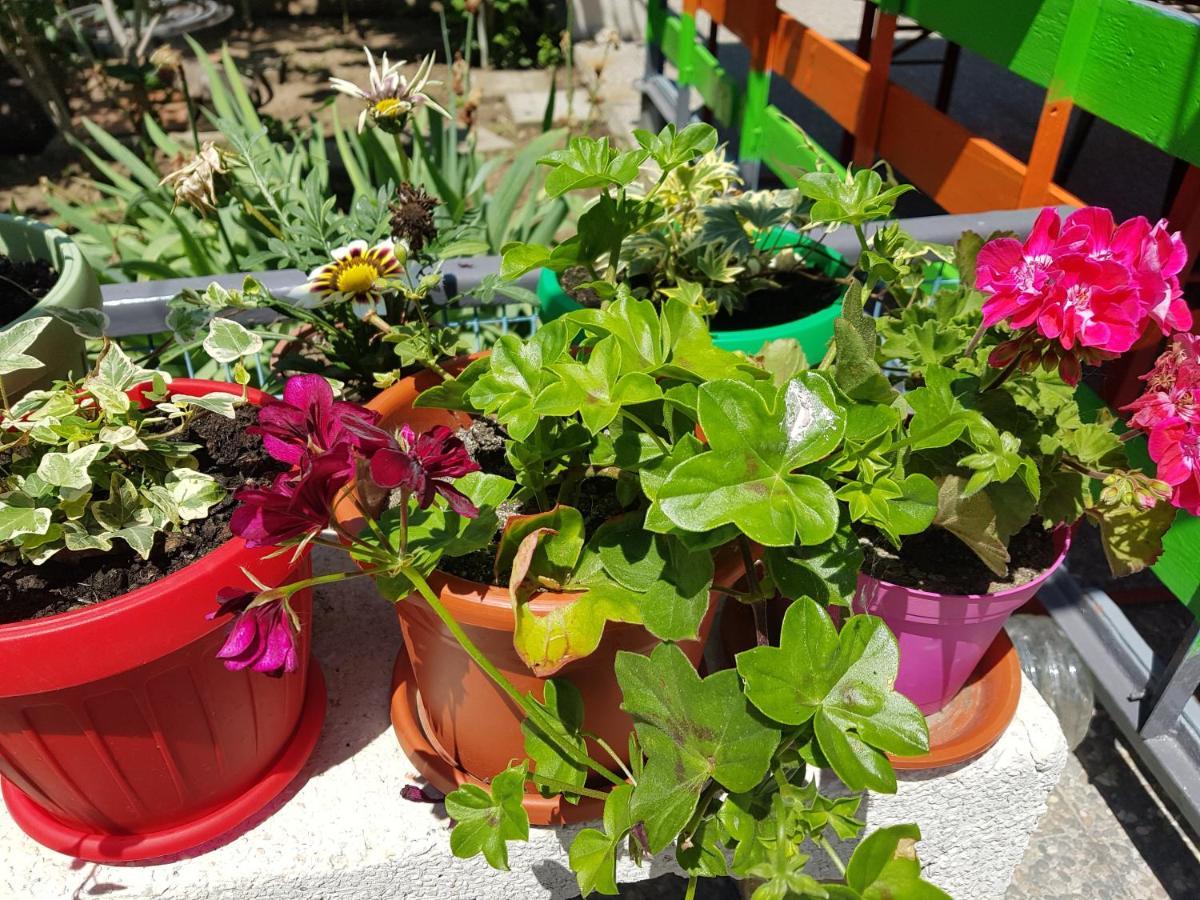 Casa Simona Ξενοδοχείο Două Mai Εξωτερικό φωτογραφία